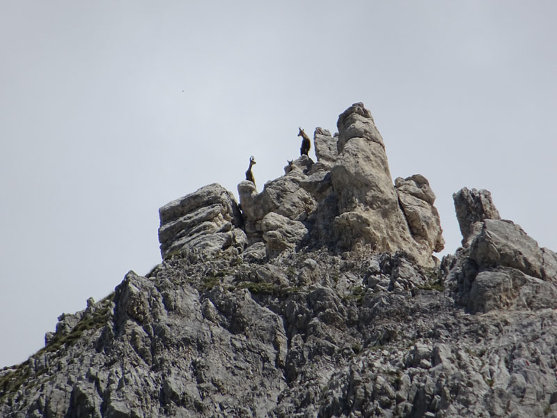 Rupicapra rupicapra.....dal Trentino Alto Adige